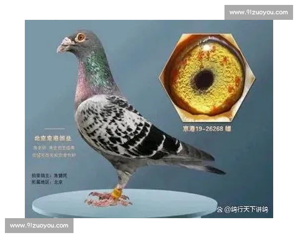 鸽赛风云再起:亿级奖金背后是荣耀还是赌博?